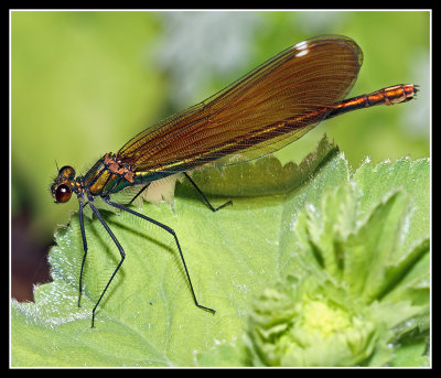 Beautiful Demoiselle Female