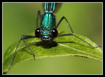 Beautiful Demoiselle Male