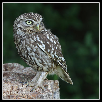 Little Owl