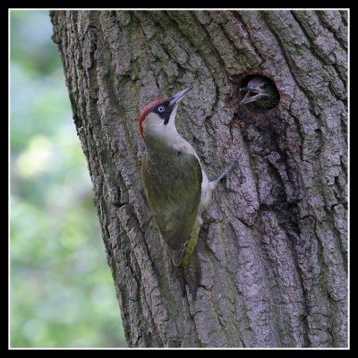 Green Woodpecker and Chick