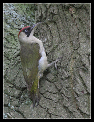 Green Woodpecker (female)