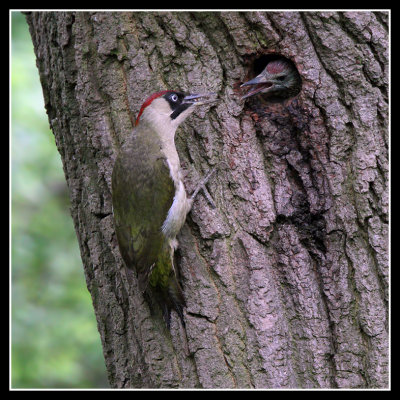 Green Woodpecker and Chick 