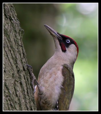 Green Woodpecker (male)