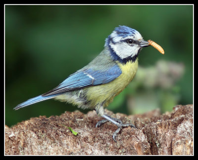 Blue Tit 