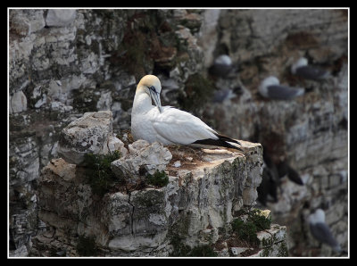 On the nest