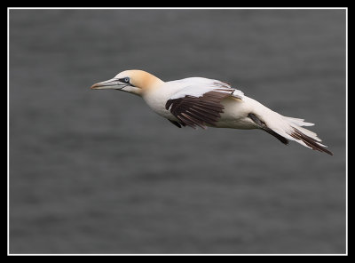 Gannet 