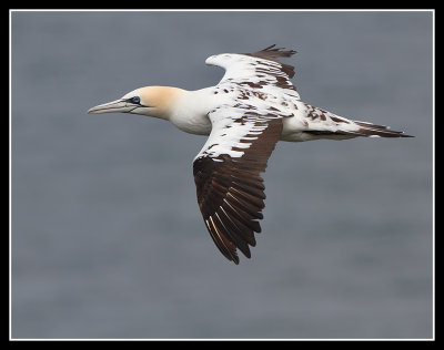 Gannet