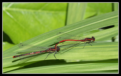 Large Red Damselflies Mating 