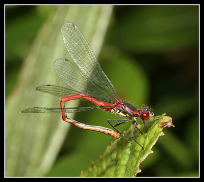 Large Red Damselfly 