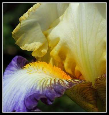 Iris Close Up, Abbey House Gardens 