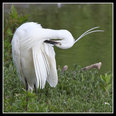 Little Egret 