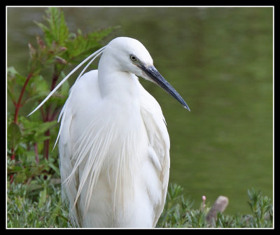 Little Egret 