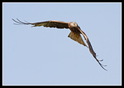 Red Kite 