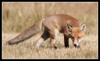 Sniffing around