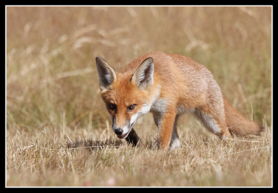 Red Fox Cub