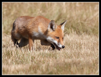 Red Fox Cub