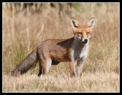 Red Fox Cub