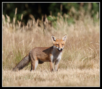 Red Fox Cub