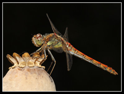 Common Darter Dragonfly 