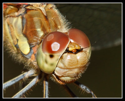 Common Darter Dragonfly 