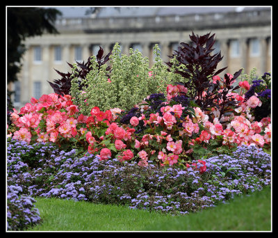 Crescent Flowers 