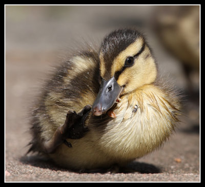 Duckling 