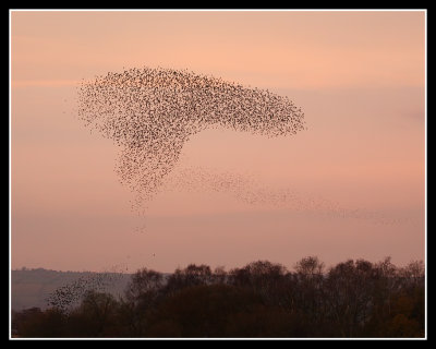 Ham Wall Starling Roost