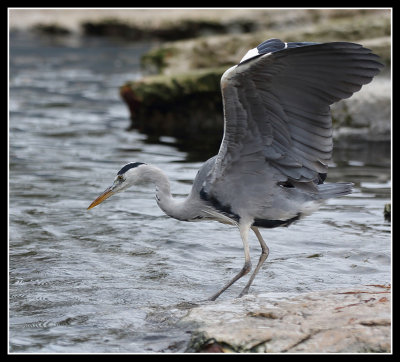 Grey Heron 