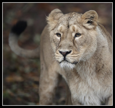 Asiatic Lioness 