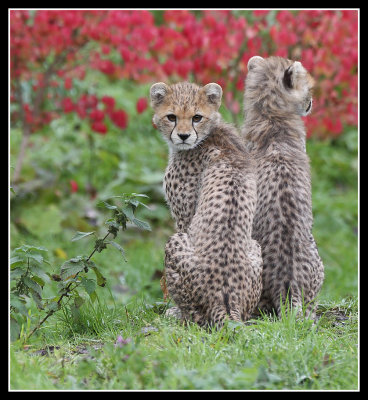 Cheetah Cubs 