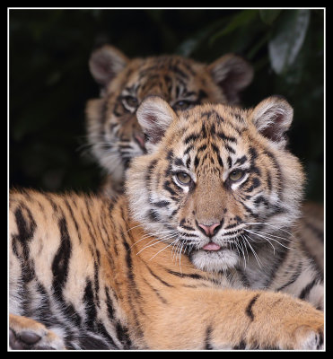 Tiger cubs posing