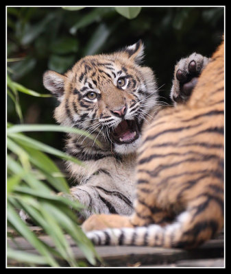 Tiger cubs play fighting