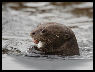 Giant Otter 