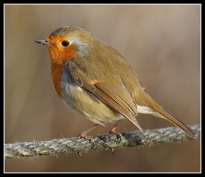 Robin 