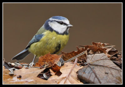 Blue Tit 