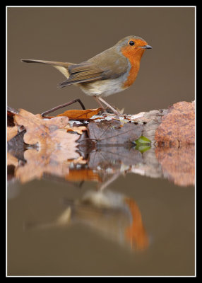 Robin 