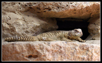 Reptiles