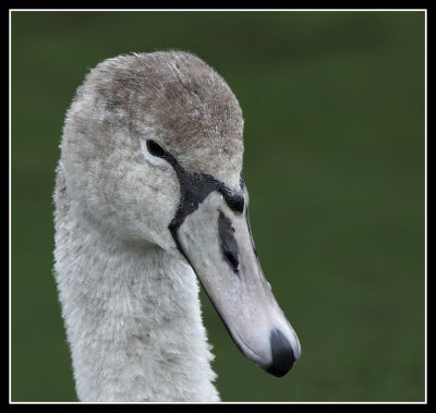 Cygnet 