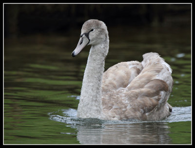 Cygnet 