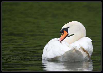 Mute Swan 