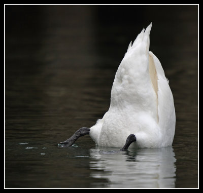 Upended Mute Swan