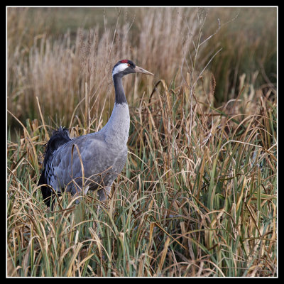 Common Crane 