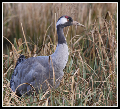 Common Crane 