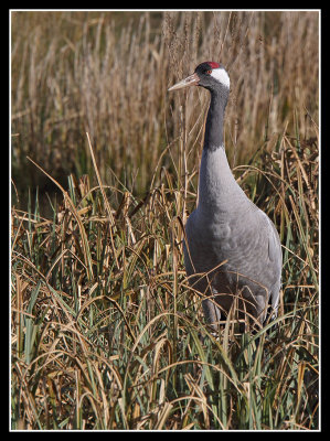 Common Crane 