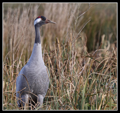 Common Crane 