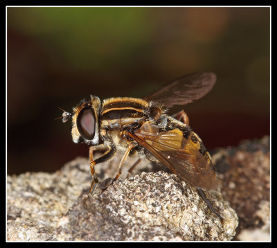 Hoverfly 