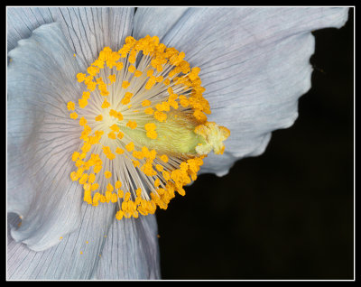 Flower Close Up, Hidcote