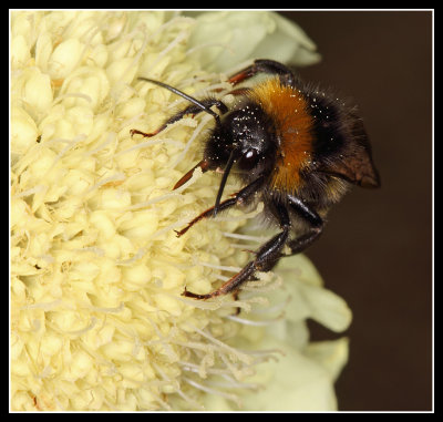 Bee, Abbey House Garden