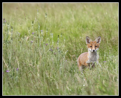 Fox cub on the alert