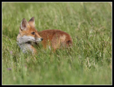 Fox cub in the long grass